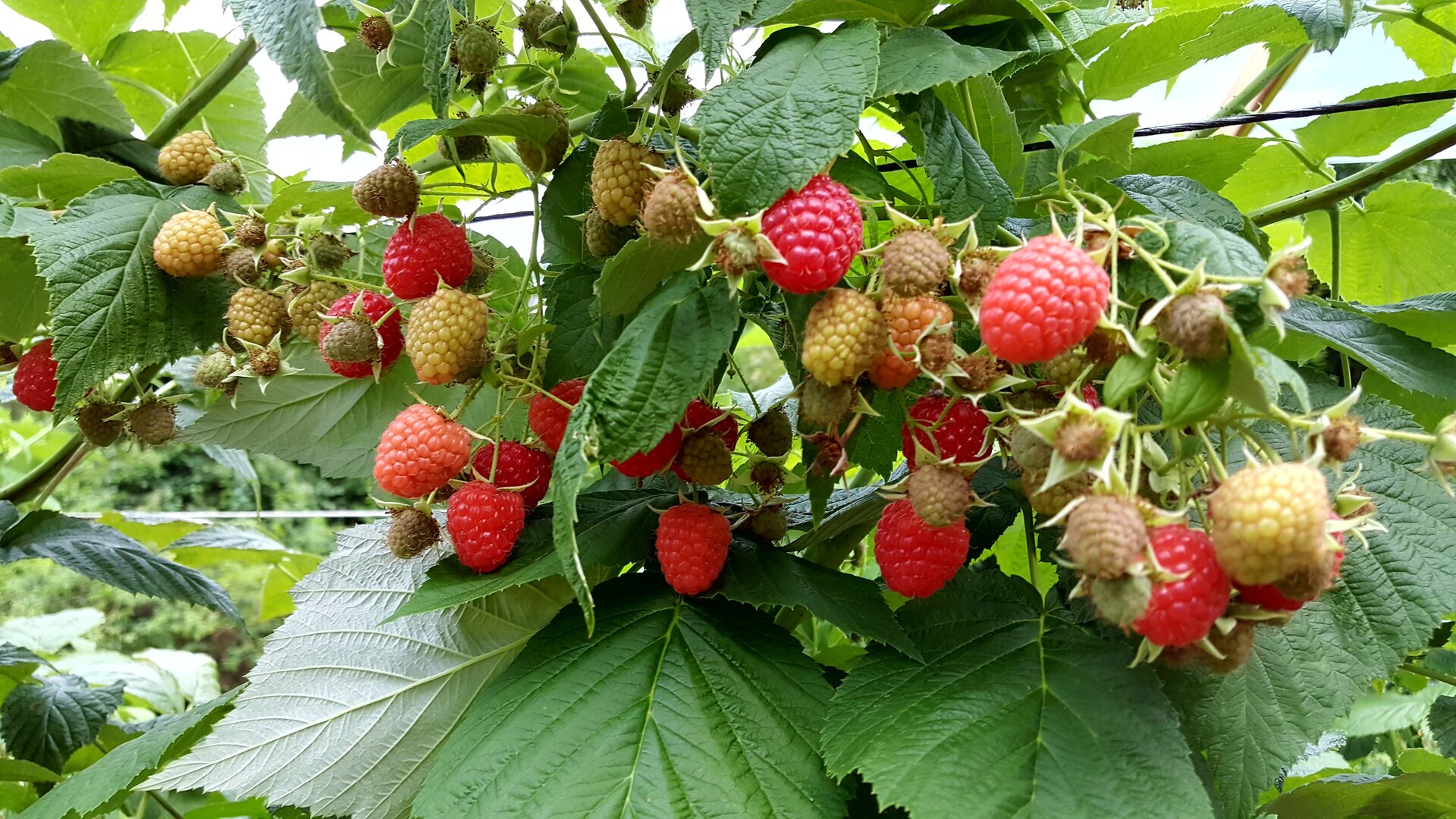 Himbeeren